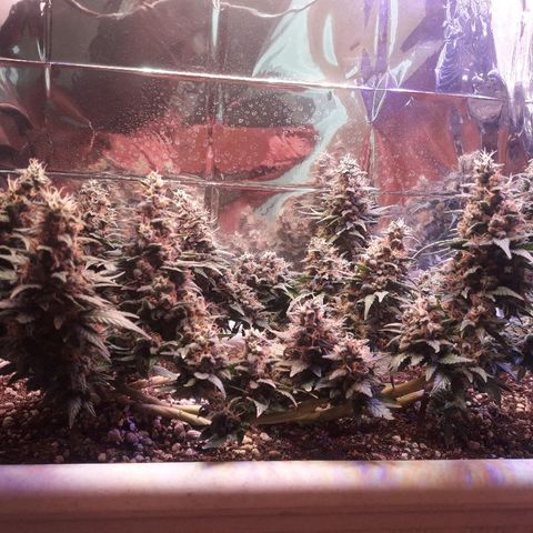 Красотка growlog timeline photo