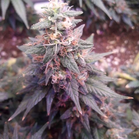 Красотка growlog timeline photo