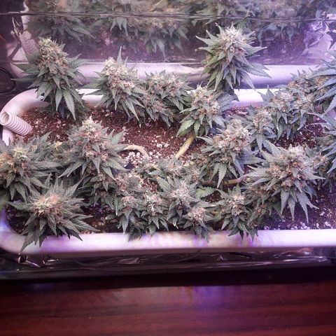 Красотка growlog timeline photo