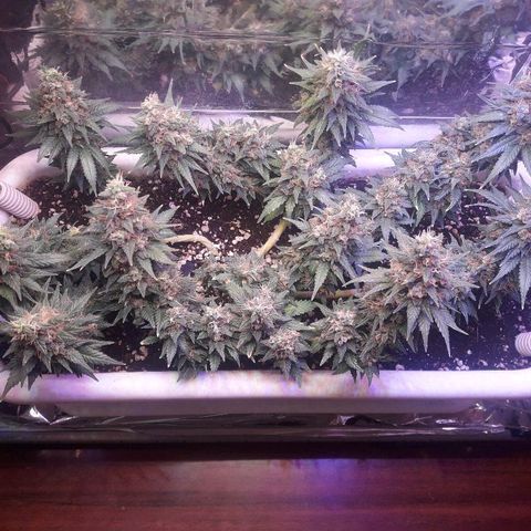 Красотка growlog timeline photo