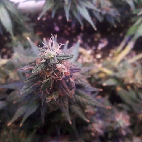 Красотка growlog timeline photo