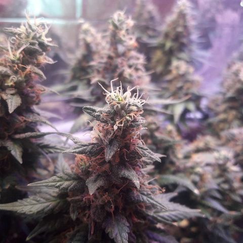 Красотка growlog timeline photo