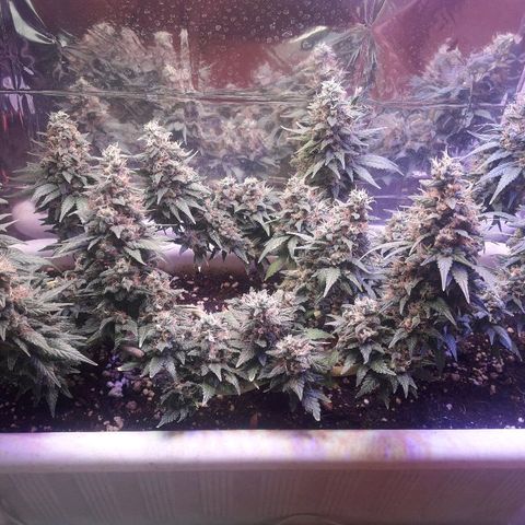 Красотка growlog timeline photo