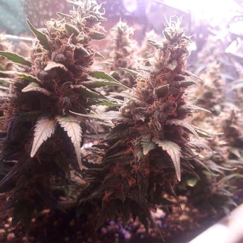 Красотка growlog timeline photo