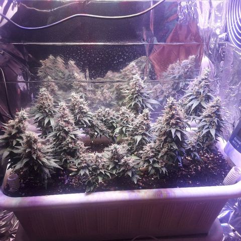 Красотка growlog timeline photo