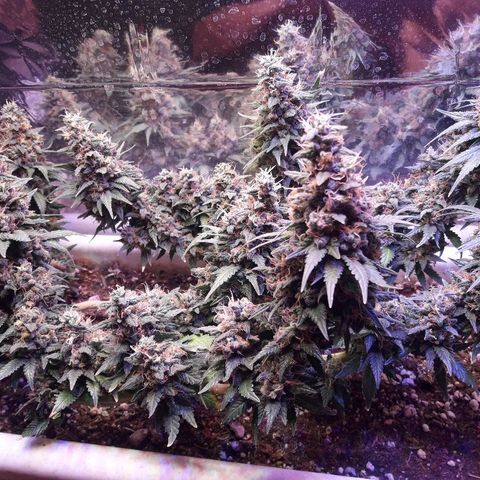 Красотка growlog timeline photo