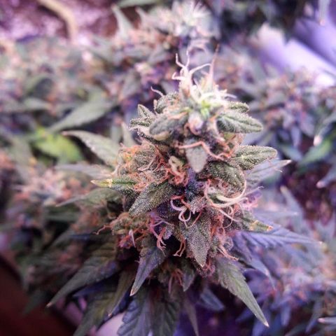 Красотка growlog timeline photo