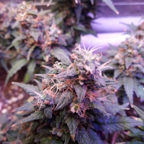 Красотка growlog timeline photo