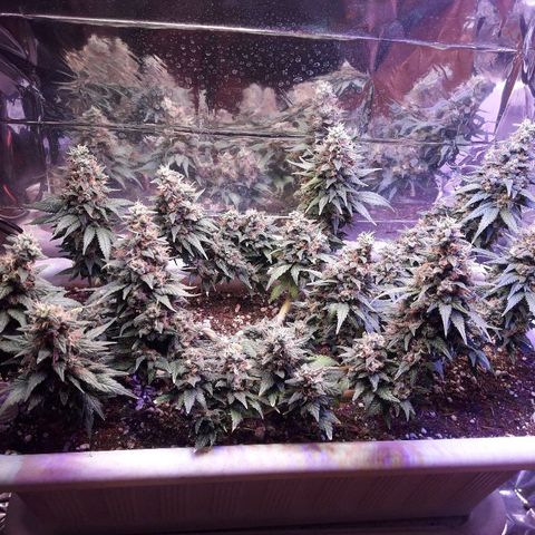Красотка growlog timeline photo