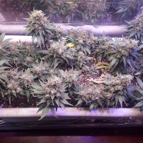 Красотка growlog timeline photo