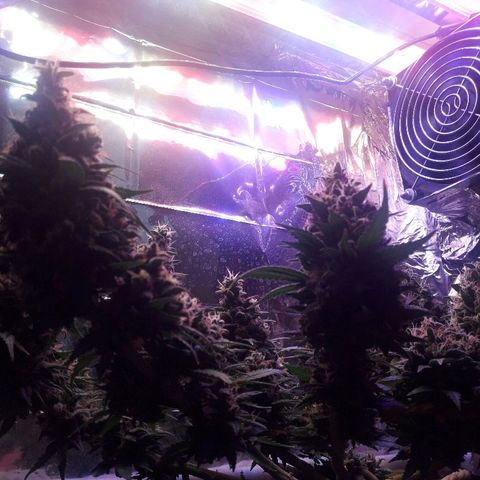 Красотка growlog timeline photo