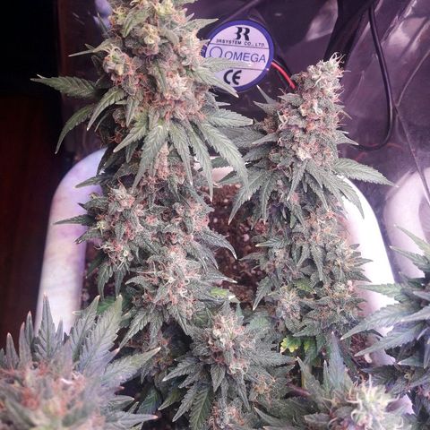 Красотка growlog timeline photo