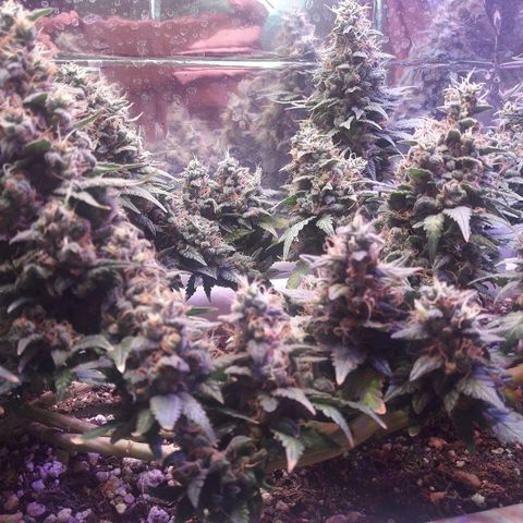 Красотка growlog timeline photo