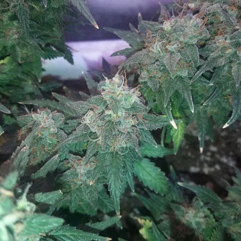 Красотка growlog timeline photo
