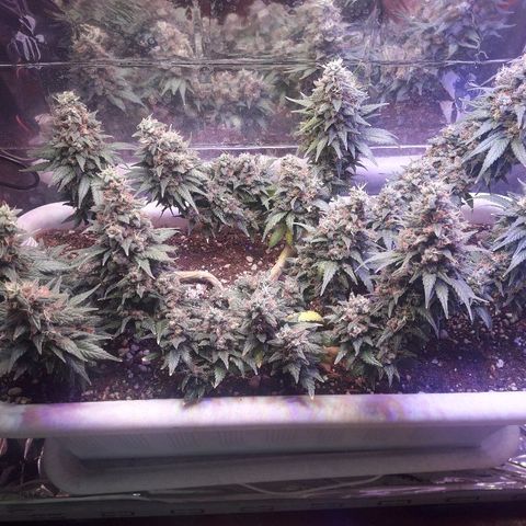 Красотка growlog timeline photo