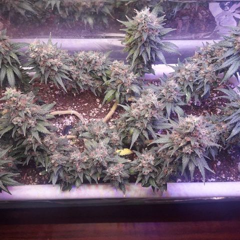Красотка growlog timeline photo