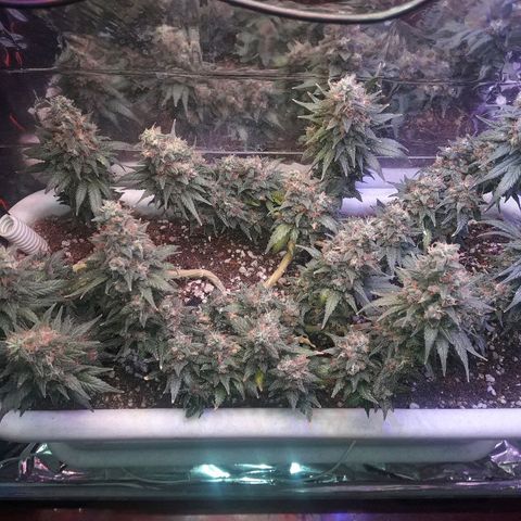 Красотка growlog timeline photo