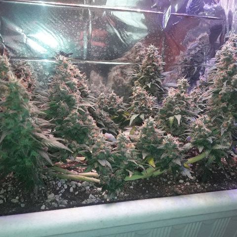 Красотка growlog timeline photo