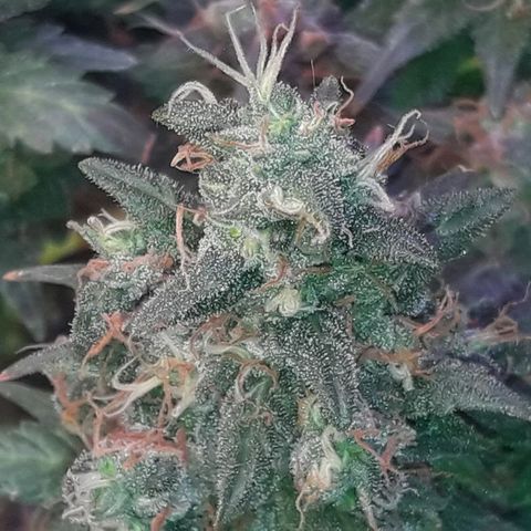 Красотка growlog timeline photo