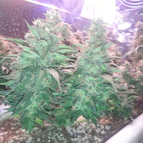Красотка growlog timeline photo