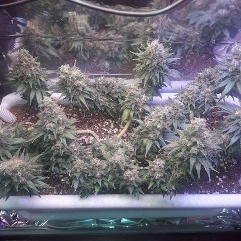Красотка growlog timeline photo