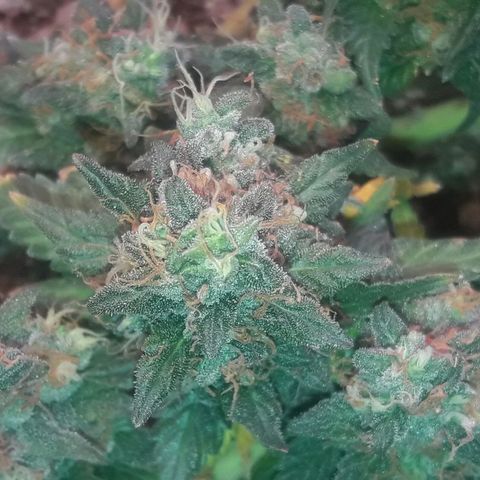 Красотка growlog timeline photo