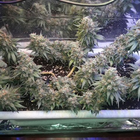 Красотка growlog timeline photo