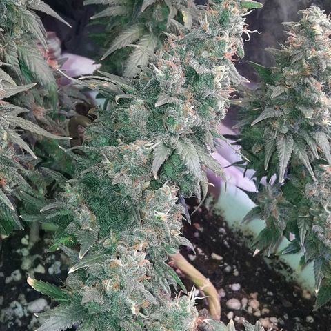 Красотка growlog timeline photo