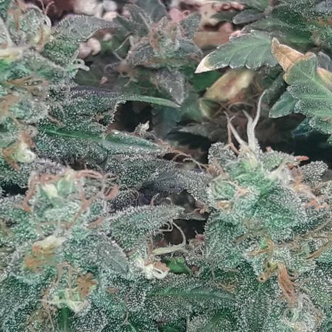 Красотка growlog timeline photo