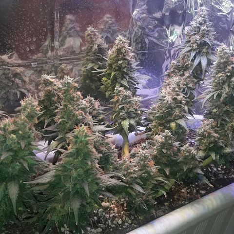 Красотка growlog timeline photo