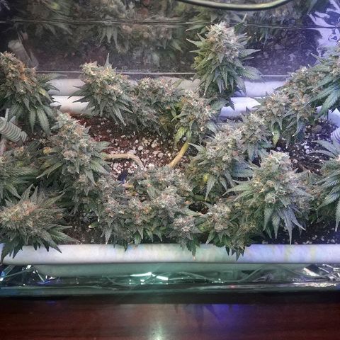 Красотка growlog timeline photo