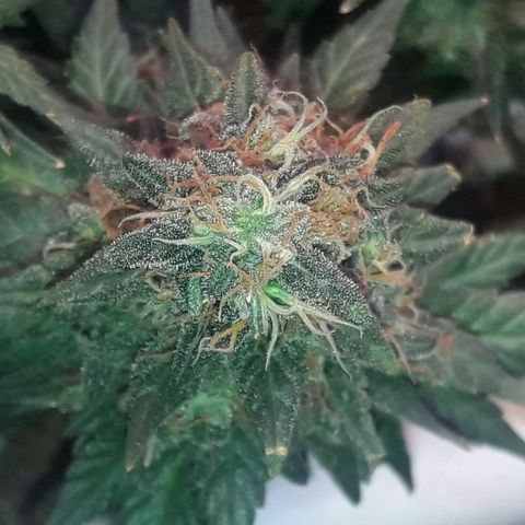 Красотка growlog timeline photo