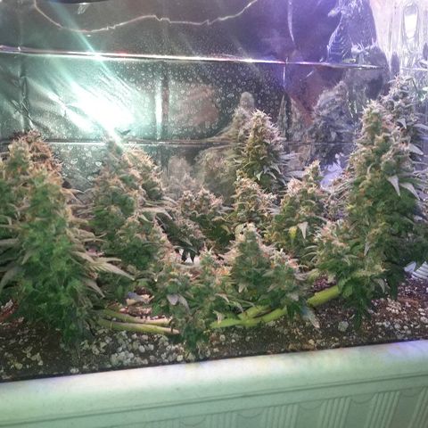 Красотка growlog timeline photo
