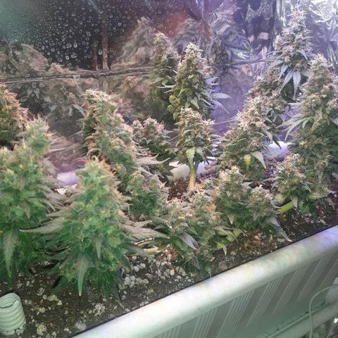 Красотка growlog timeline photo