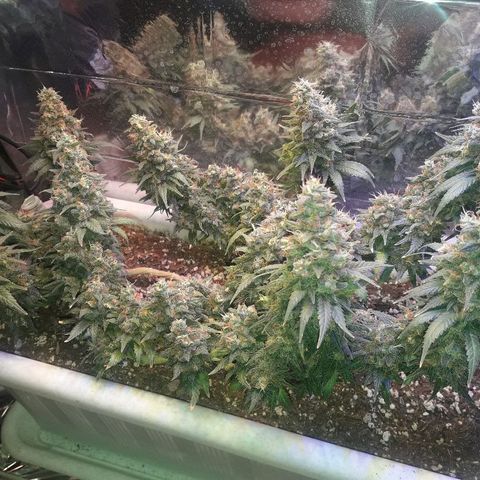 Красотка growlog timeline photo