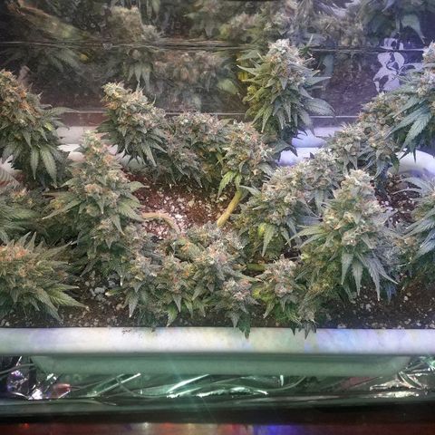 Красотка growlog timeline photo