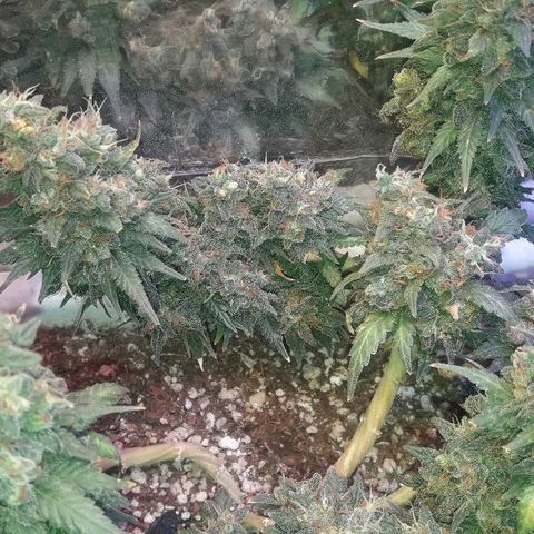Красотка growlog timeline photo