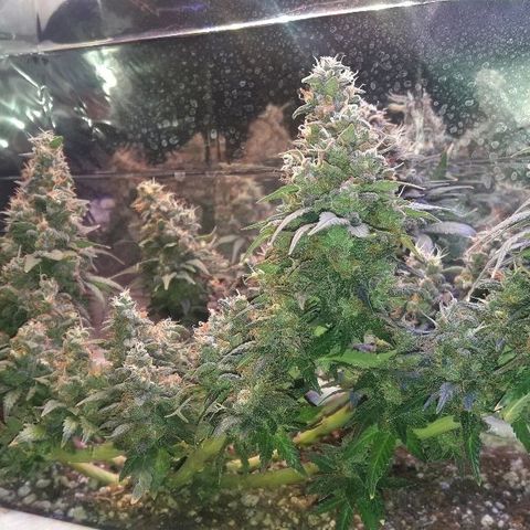 Красотка growlog timeline photo