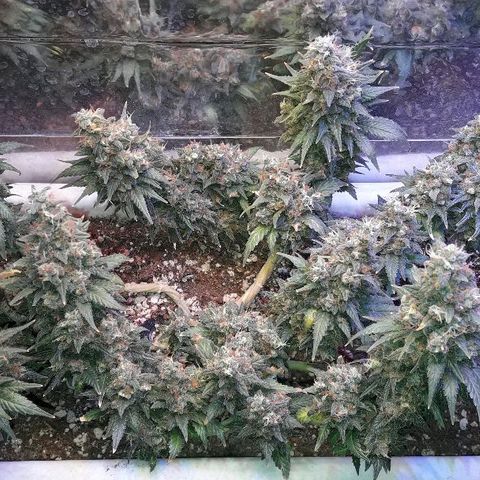 Красотка growlog timeline photo