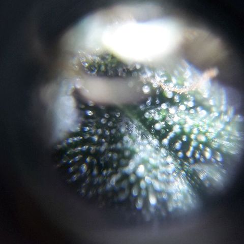 Красотка growlog timeline photo