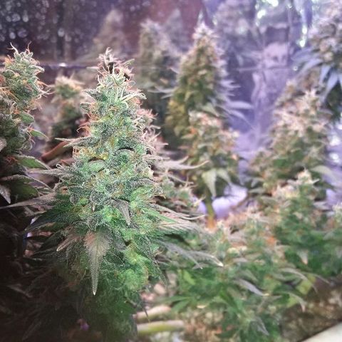 Красотка growlog timeline photo