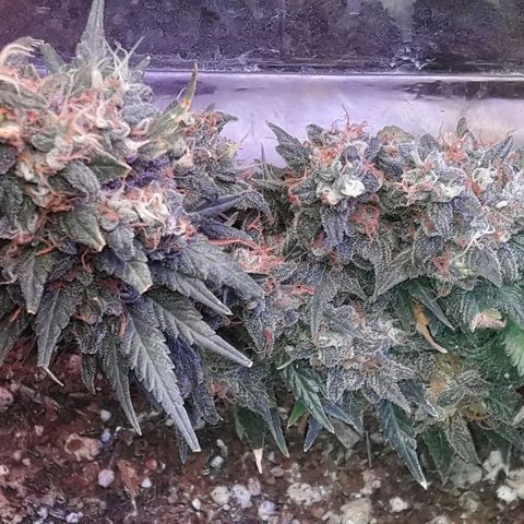 Красотка growlog timeline photo