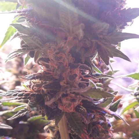 Красотка growlog timeline photo