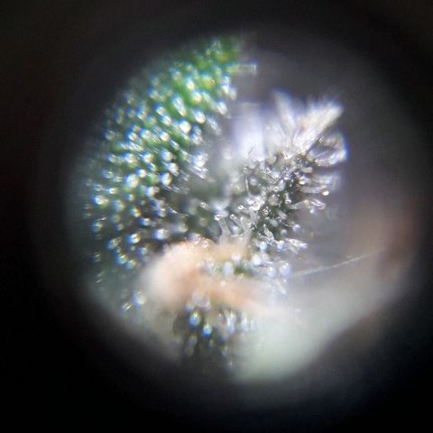 Красотка growlog timeline photo