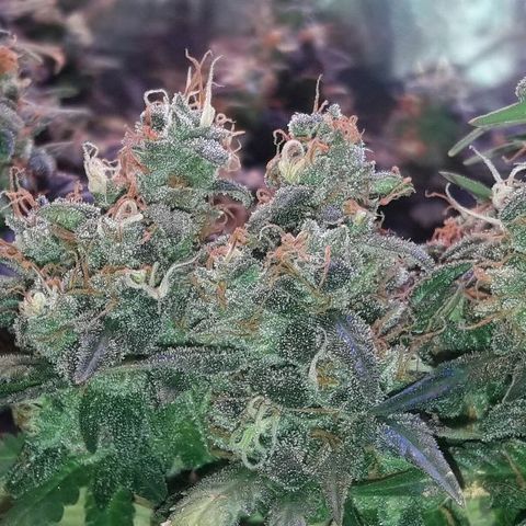Красотка growlog timeline photo