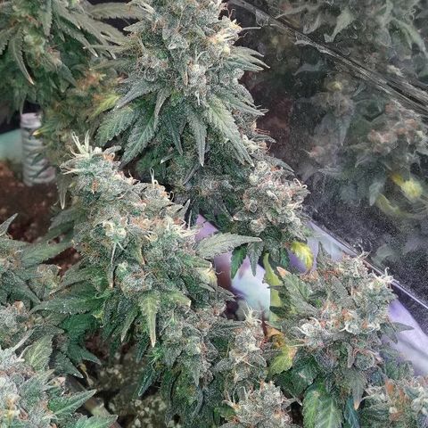 Красотка growlog timeline photo