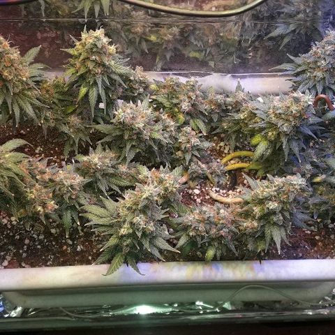Красотка growlog timeline photo