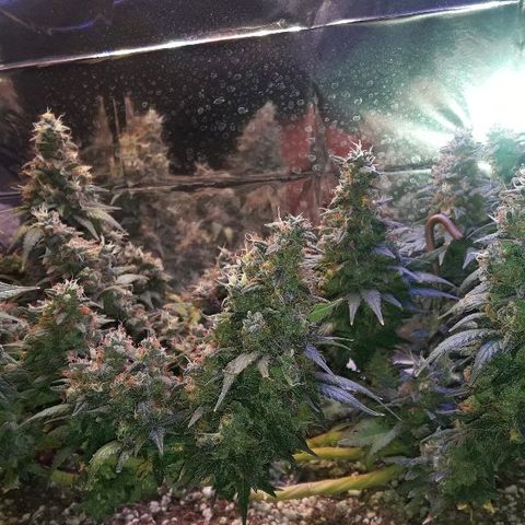 Красотка growlog timeline photo