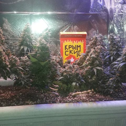Красотка growlog timeline photo