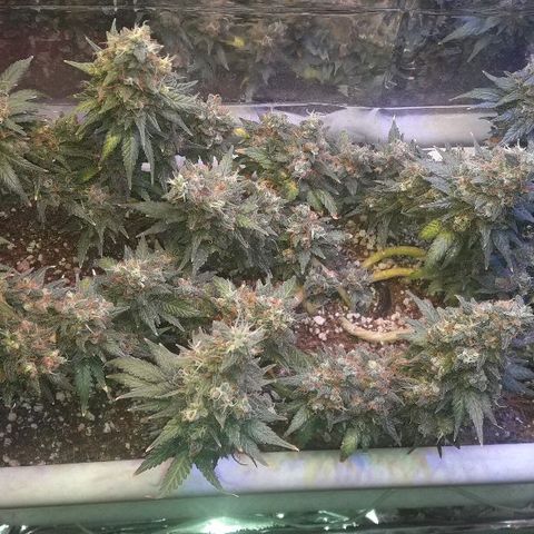 Красотка growlog timeline photo